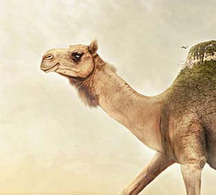 手机号网页在线轰炸源码